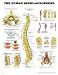 Book The Human Spine Disorders (Teach & Learn)