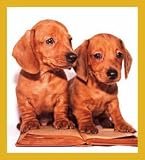 Dachshund - Smart Bookmark
