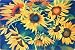 Sunflower Fields 18 X 27