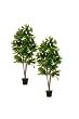 Two 5' Fruiting Tree W/flowers in Plastic Pot Green