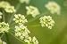 Fennel Flower in the Field - 18