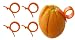 Set of 4 Round Orange Peelers, a Simple and Practical Way to Peel Oranges