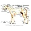 PetMassage Contours & Bony Landmarks of the Dog Chart