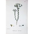 BOTANY PLANTS c1902 DWARF SPURGE EUPHORBIA EXIGUA