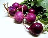 Rare Purple Plum Radish - 100 Seeds - B000U0BX1K