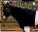 WEAVER FLY MASK HORSE LIST PRICE $17 NUMBER 1 BEST SELLER MEDIUM