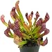 Scarlet Belle Pitcher Plant - Sarracenia - Carnivorous