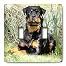 Dogs Rottweiler - Rottweiler - Light Switch Covers - double toggle switch
