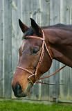 HDR Plain Raised Bridle W/ Laced Reins Pro