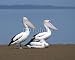 Wallmonkeys Peel and Stick Wall Decals - Pelicans - Removable Graphic