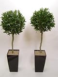 Pair of 5ft. 3ins (1.6m) Artificial Bay / Laurel Ball Topiary Trees for Indoor or Ourdoor use