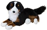 Peter Bernese Mountain Dog 19