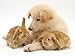 White German Shepherd Dog Puppy with Sandy Lop Baby Rabbits Photographic Poster Print by Jane Burton, 16x12