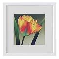 Blooming Flame Tulip Wall Art
