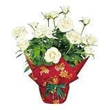 White Christmas Rose Plant in Christmas Wrap