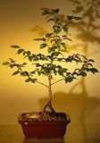 Bonsai Boy's River Birch Bonsai Tree<br><i>(betula nigra)</i>