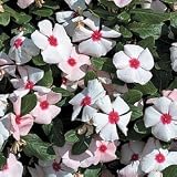 Vinca Seeds - Vinca Cora Apricot