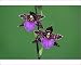 Photographic Prints of USH-2435 Hybrid Orchid - blossom, arboreal type from Ardea Wildlife Pets
