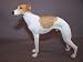 Whippet Standing Dog Figure Dogs & Pups Galore Figurine