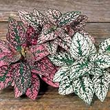 Perennial Seeds - Polka Dot Plant Splash Select Mix