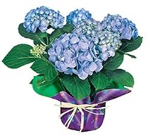 Potted Blue Hydrangea Plant