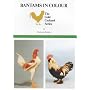 Bantams in Colour (The Gold Cockerel Series)