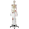 Skelett Super mit Gelenkb�ndern und Muskeldarstellung inkl. Stativ, 180 cm