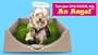 RASCAL DOG LITTER BOX "BIG SQUIRT"