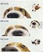 THE DOG Artlist - Peek-a-boo Beagle Stickers