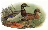 Game Birds-1 of 6 Art Print Poster By Jacques Cartier, 18  x 12 