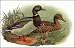 Game Birds-1 of 6 Art Print Poster By Jacques Cartier, 18  x 12 