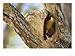 Rufous Hornero, Bird Making Mud Nest in Fork of Tree, Brazil Animals Photographic Poster Print by Roy Toft, 16x12