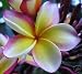 Intense Rainbow, plumeria, frangipani, PSA #148, rooted plant