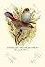Art Poster, Australian Fire-Tailed Finch - 18.75 x 27.5