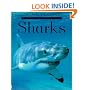 Sharks (Usborne "Discovery" Programme)