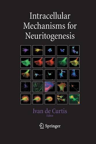 Intracellular Mechanisms for Neuritogenesis