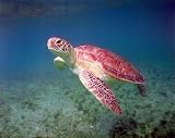 Green Sea Turtle 16 x 20 Animals Art Print Posters