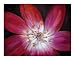 Passion Flower Botanical Giclee Poster Print by Sue Cook, 20x16
