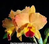 Slc. Final Touch 'Golden Fleece'(Bare root plant)