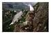 Gulls Nesting in Bird Colony on Small Mountain in the Centre of Vesteralen Town, Nordland, Norway, Sea Life Photographic Poster Print by Christian Aslund, 24x18