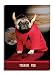 pug43  - Spug Risque Fabulous Pugs Birthday Greeting Card