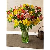 Alstromeria Peruvian Lilies