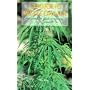 Cooking with Ganja: Complete Guide to Cooking with Cannabis