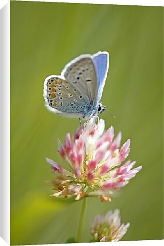 Canvas Prints of Butterfly from Country Life 