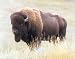 Bison Buffalo in Tall Grass 16x20 Art Print