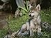 An 8-Week-Old Gray Wolf Pup, Canis Lupus, Bares His Teeth in a Snarl Photographic Pos...
