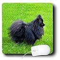 Dogs Pomeranian - Black Pomeranian - Mouse Pads