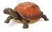 Search : RepPals: Turtle