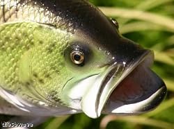 Taxidermy 12" Fiberglass Large Mouth Bass Fish Statue