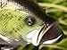 Taxidermy 12" Fiberglass Large Mouth Bass Fish Statue